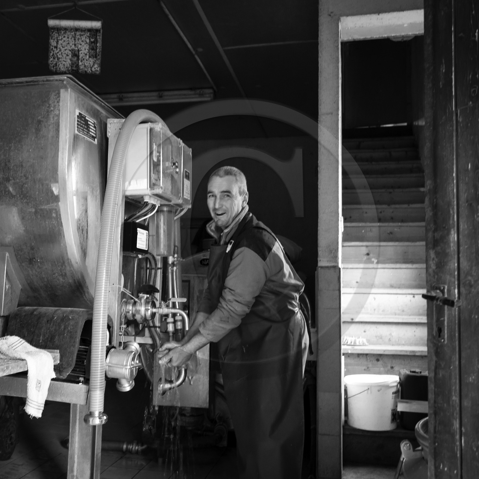 La traite des vaches