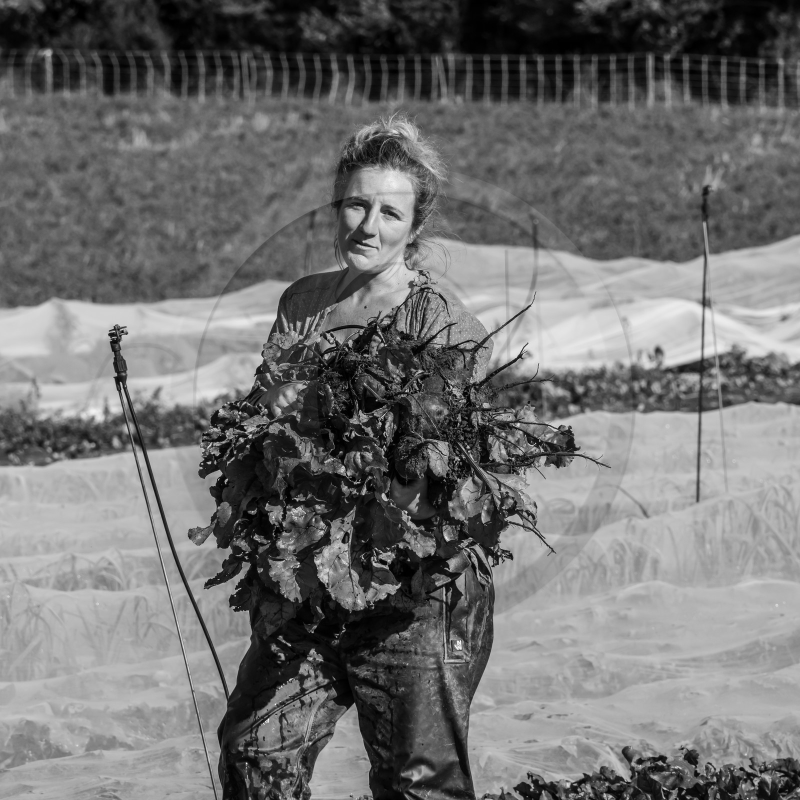 Maraichage biologique dans le Champsaur