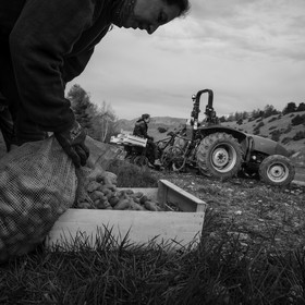La plantation des pommes de terre