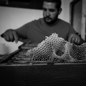 La récolte du miel