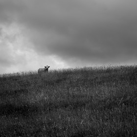 Les vaches au paturage