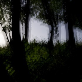 Le Pays des Arbres Flous