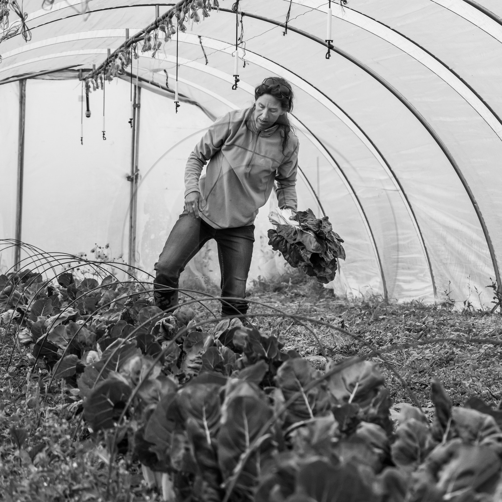 Maraichage biologique dans le Champsaur Maraichage biologique dans le Champsaur