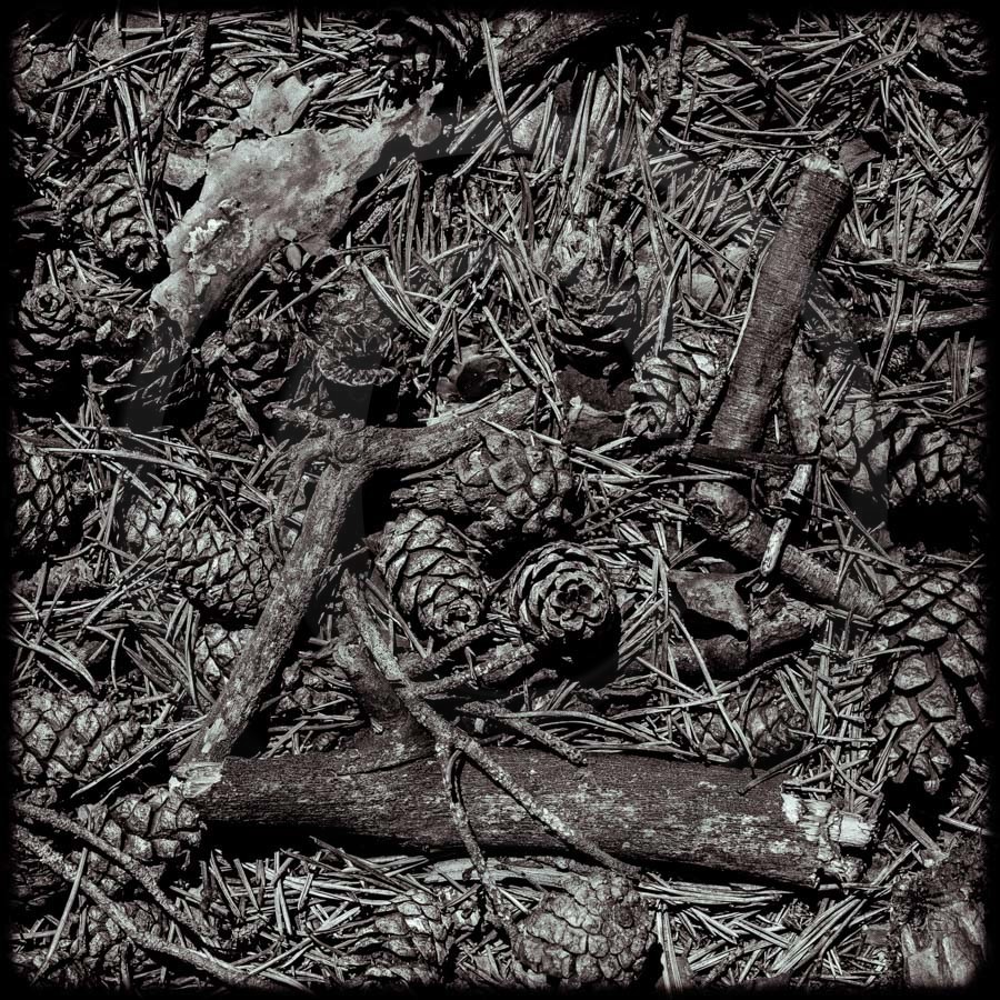 Promenade en forêt Promenade en forêt