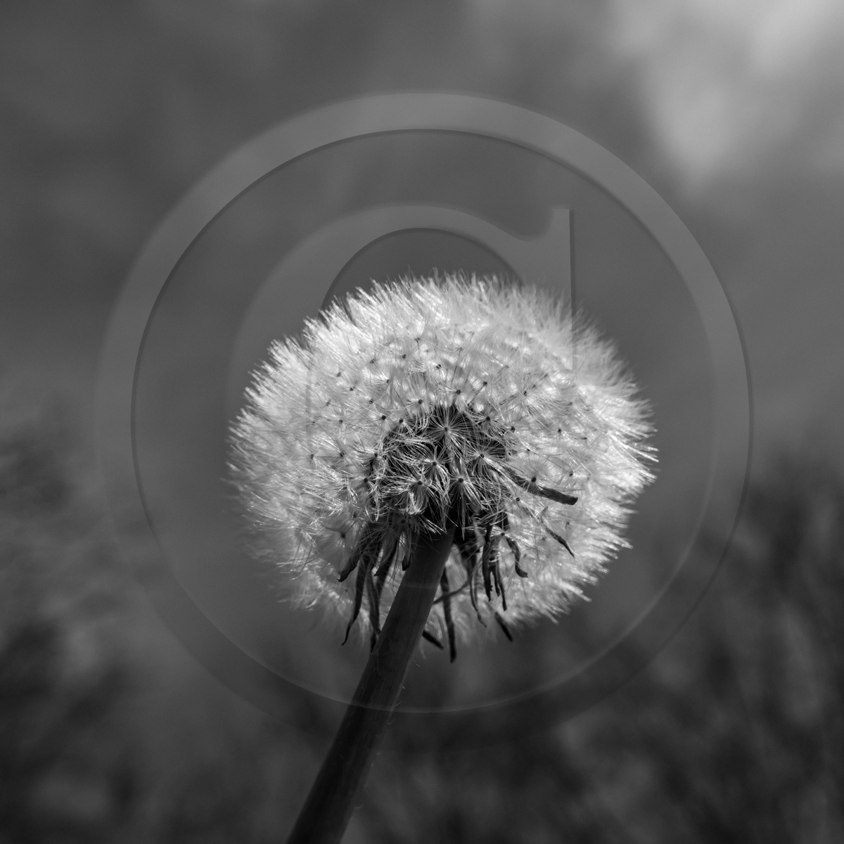 29 avril 2022 : journée des aidants et des aidés