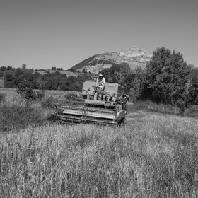 Les moissons dans le Champsaur