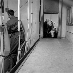 Elevage brebis laitières