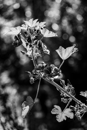 23 aout 2024 : Journée des aidants, aidés et anciens aidants