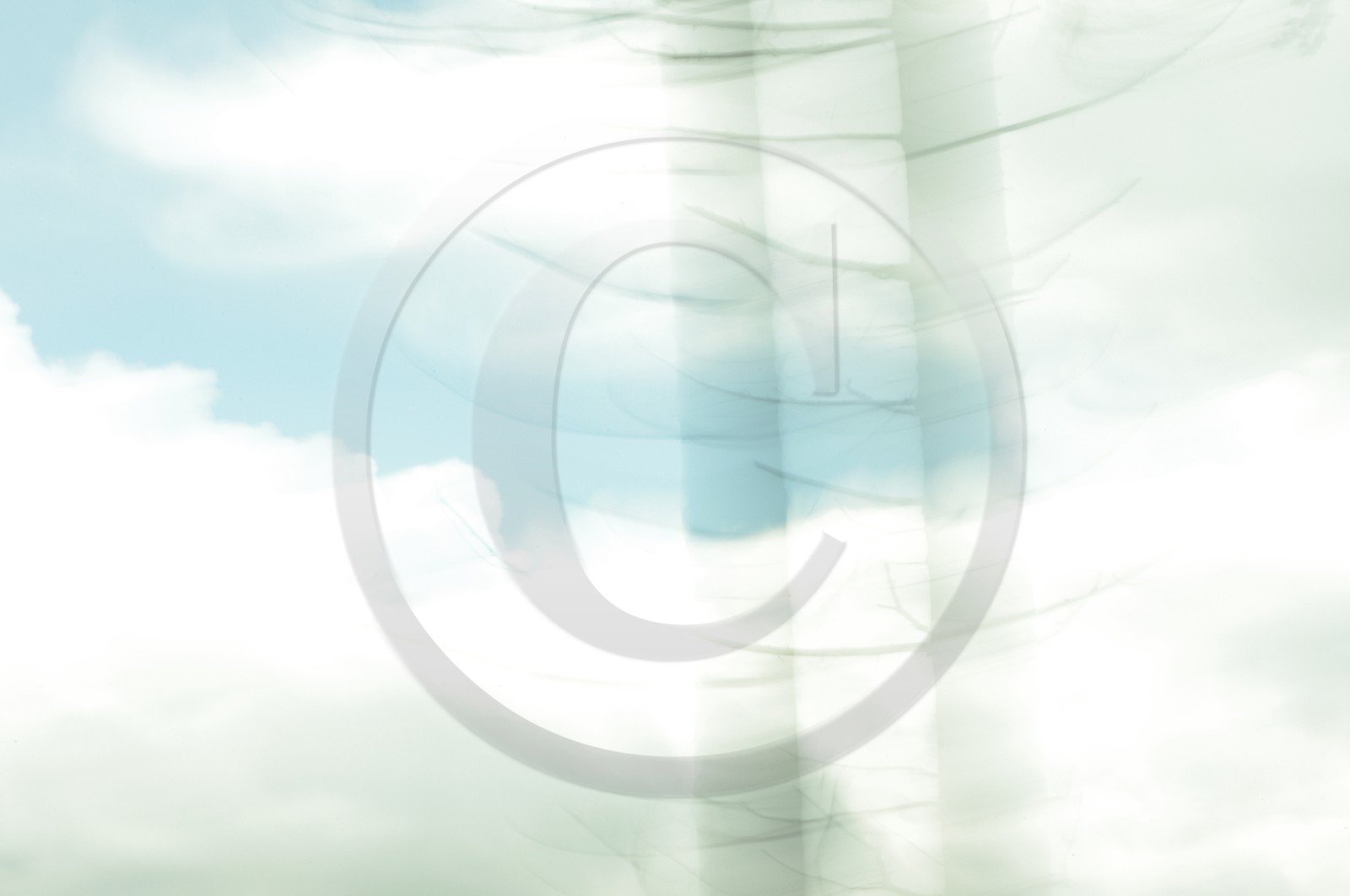 Le Pays des Arbres Flous