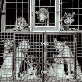 La Valgaude Traineau 2015