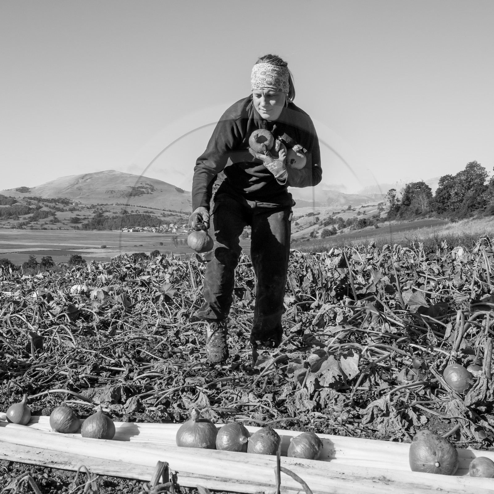 La récolte des courges