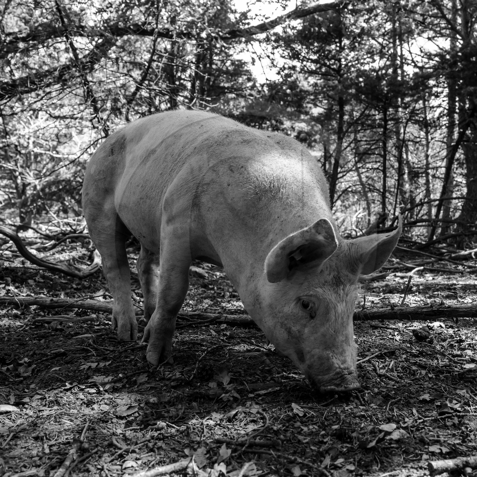 Elevage biologique de cochons en plein air