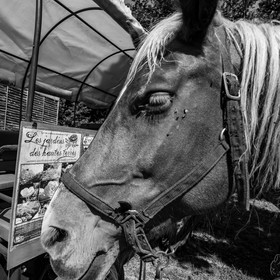 01 septembre 2021 : Promenade en cariole et contes
