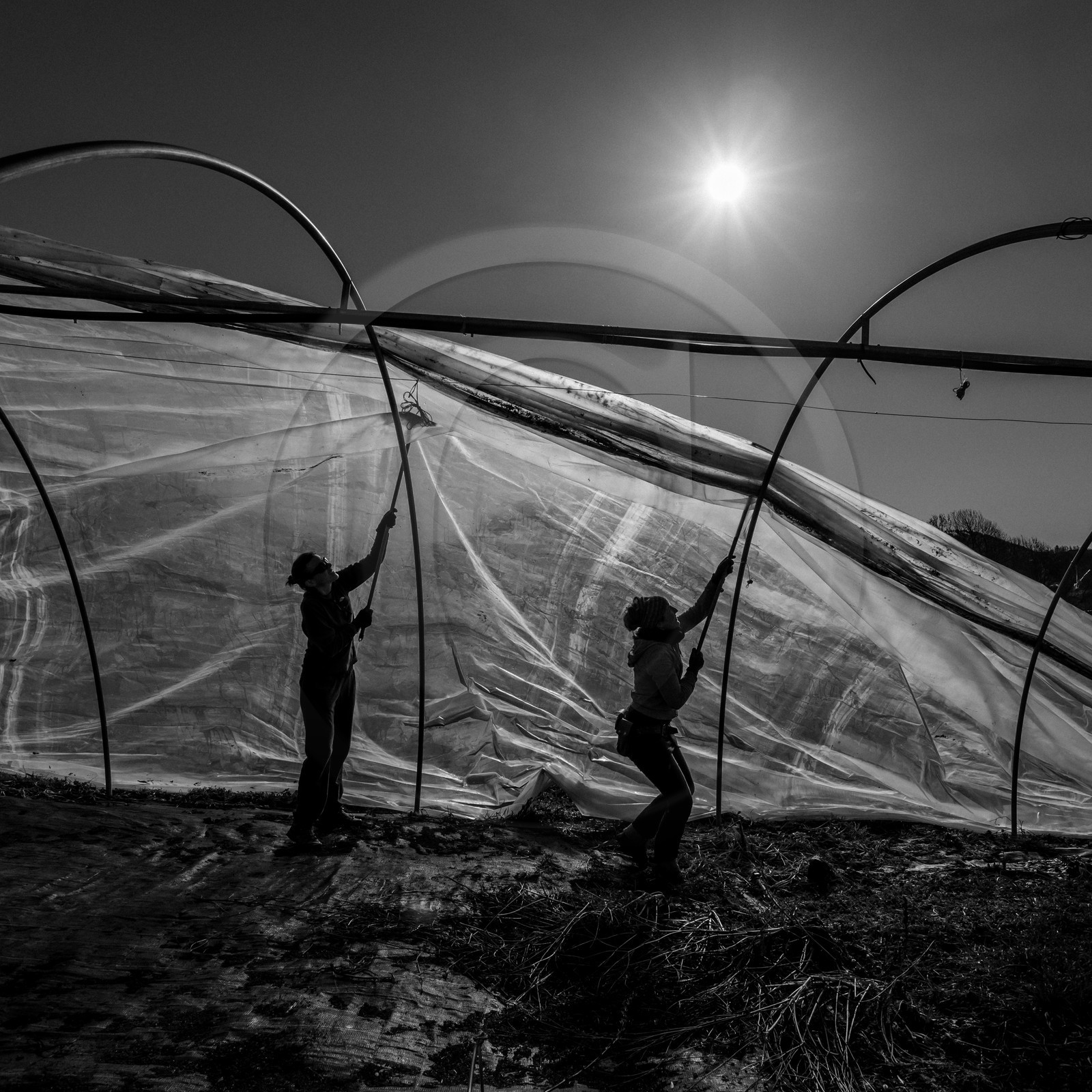 Montage de serres tunnel